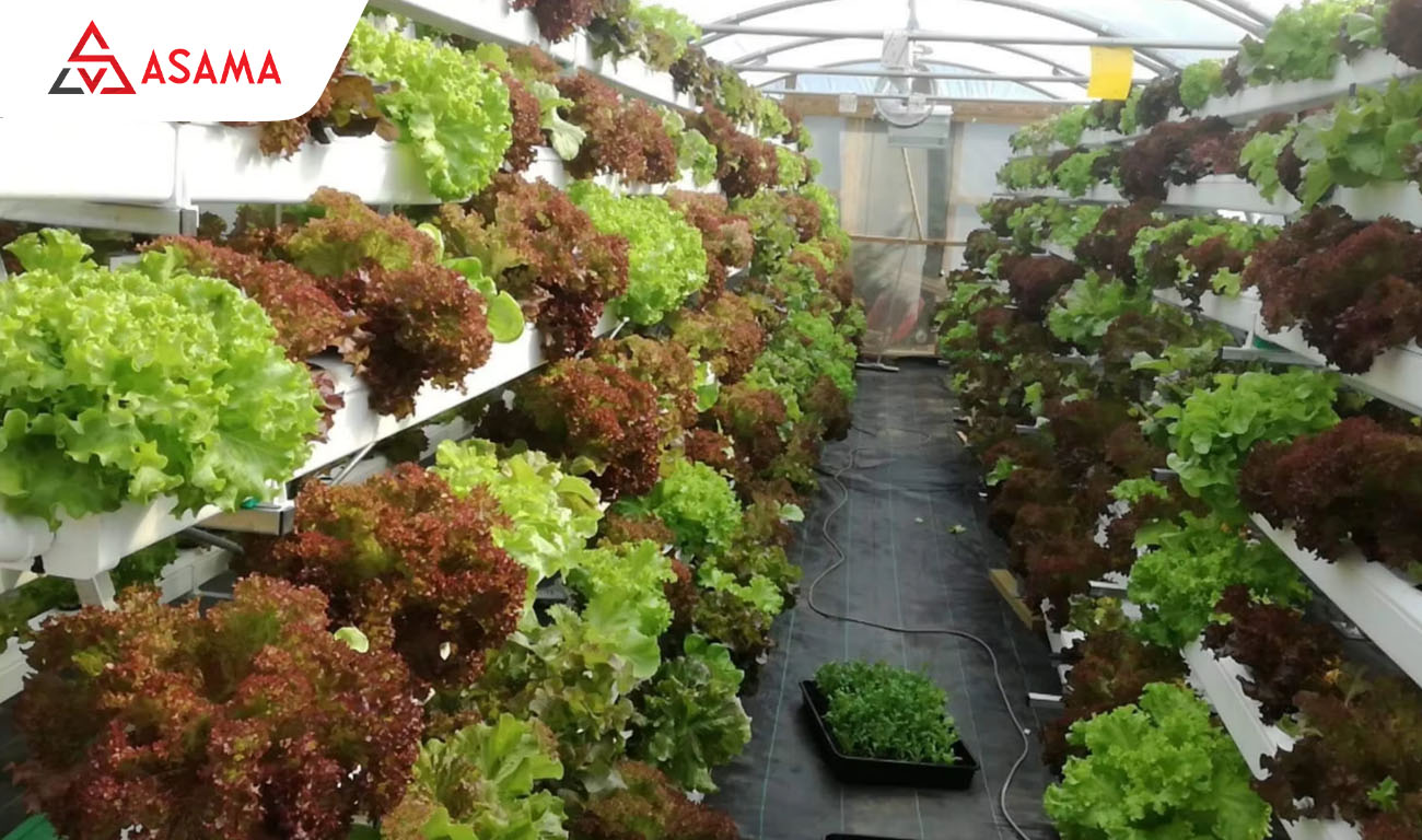 Khu vườn thủy canh mini quà tặng thiên nhiên