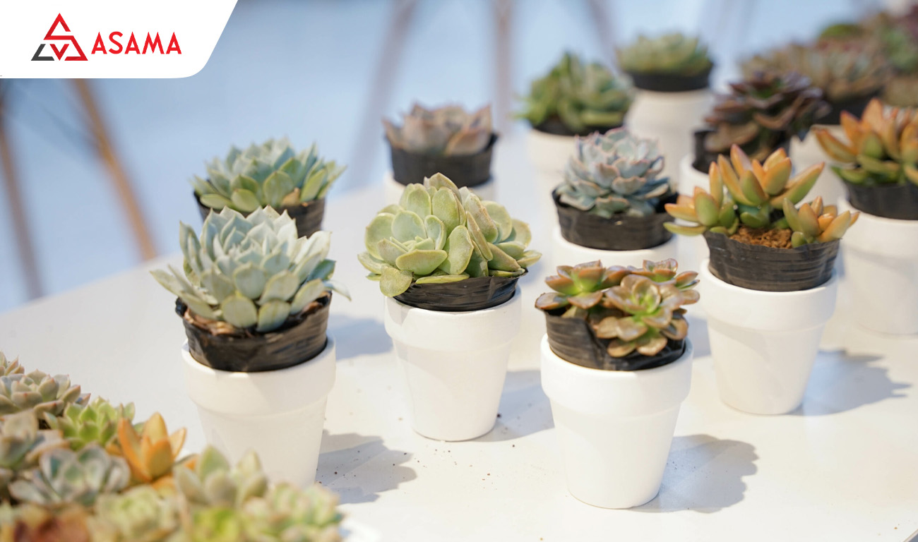 Sen đá mini tặng cô giáo