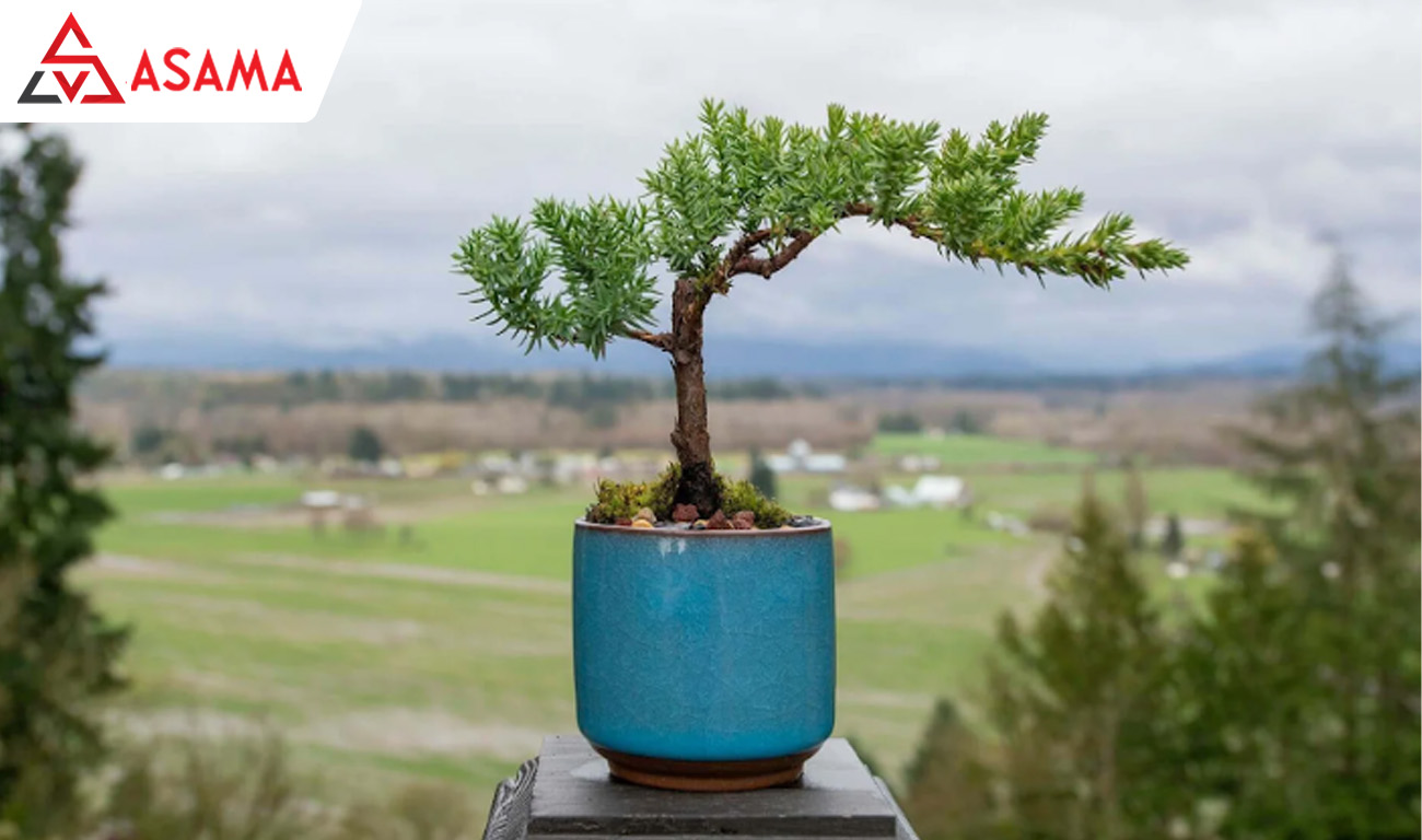 Chậu cây kiểng quà tặng