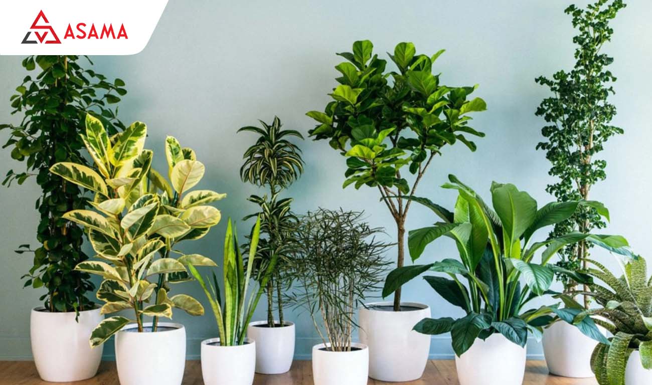 Cây xanh để bàn quà tặng văn phòng làm việc