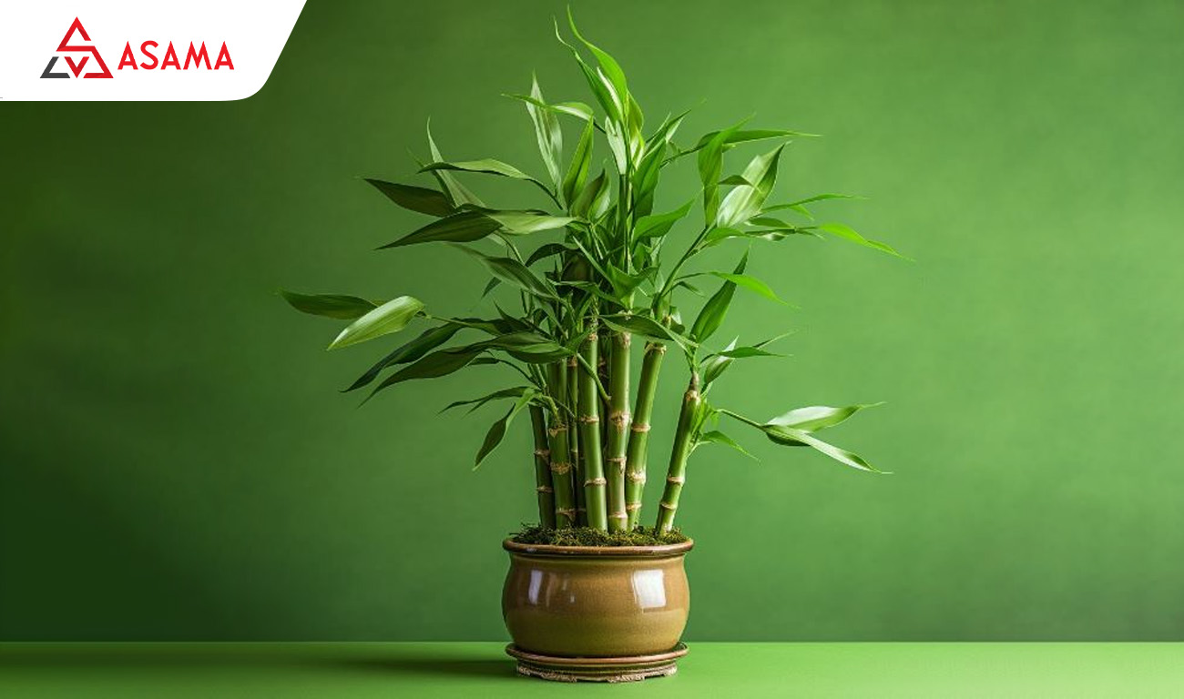 Chậu cây cảnh phát tài may mắn