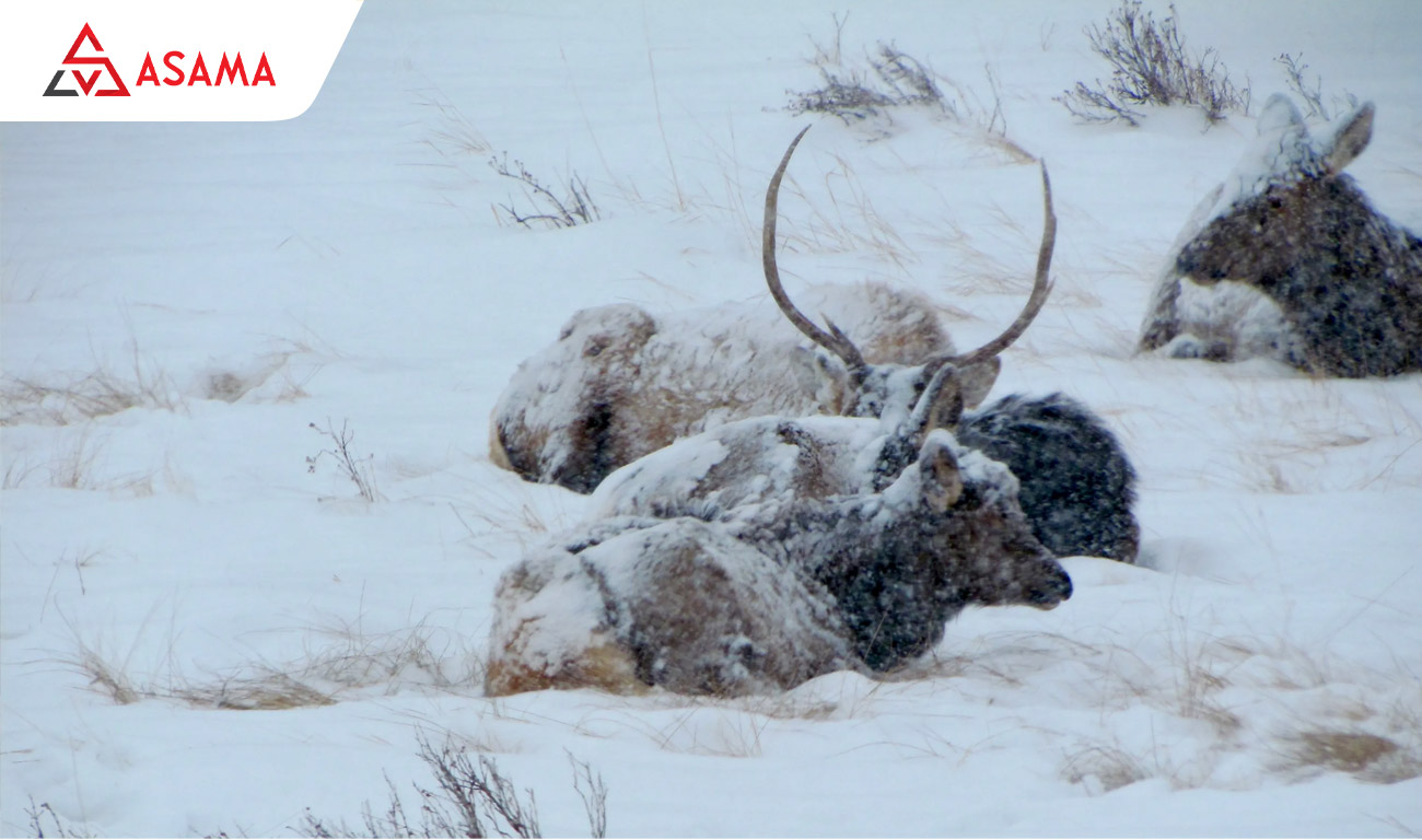 Cơ chế đặc biệt của loài tuần lộc