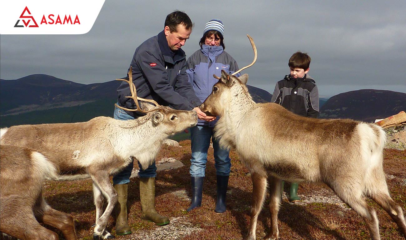 Ý nghĩa của tuần lộc đối với con người là gì