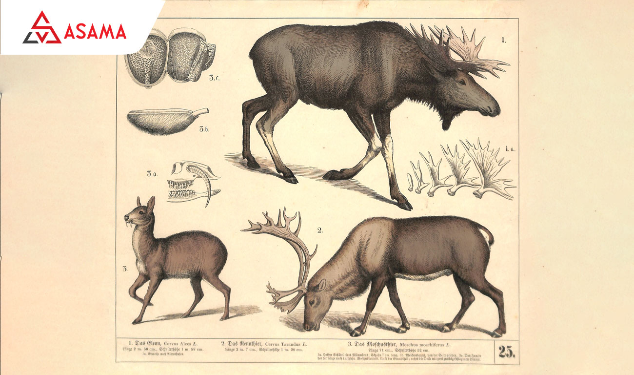 Phân biệt tuần lộc, nai sừng tấm và hươu 