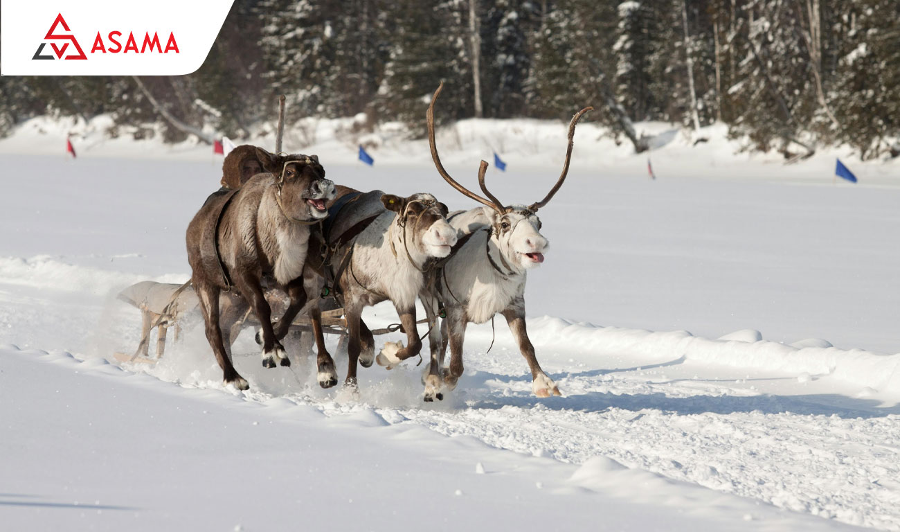 Đầu gối của loài tuần lộc có phát ra tiếng động không