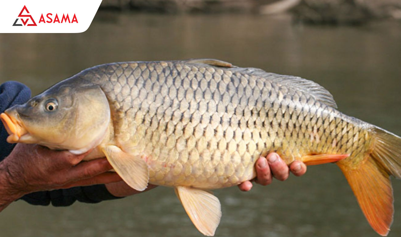 Bao lì xì hình cá chép