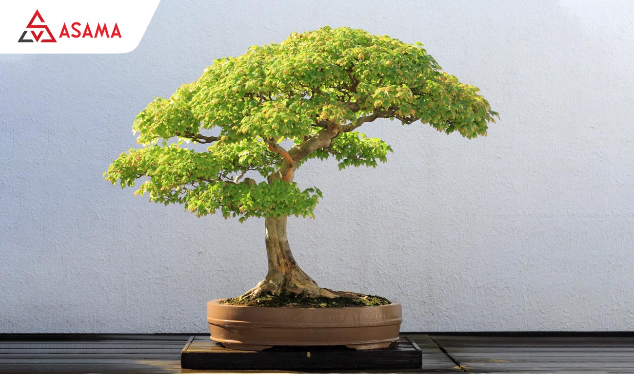 Tặng cây cảnh Bonsai làm quà Tết