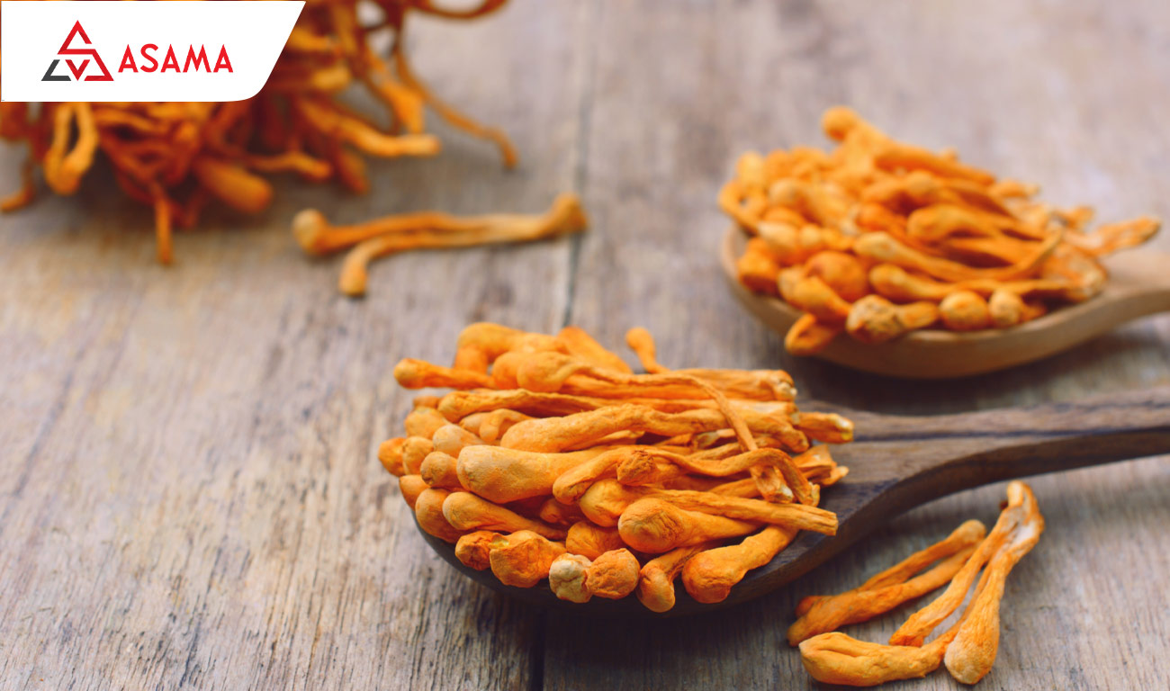 Đông trùng hạ thảo làm quà Tết