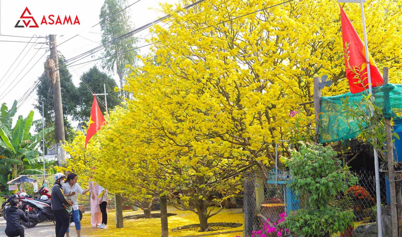 Lựa chọn hoa cúng bàn thờ ngày Tết