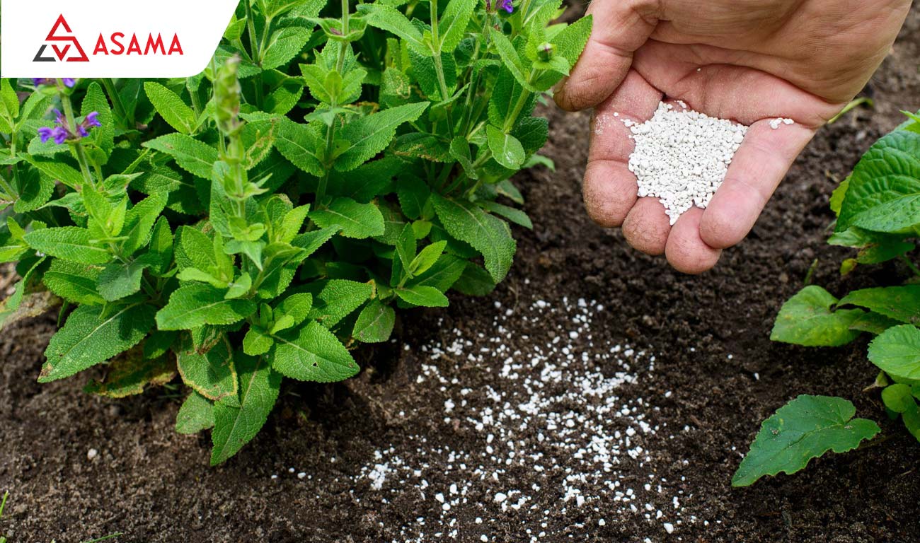 Bón phân cây quất như thế nào là phù hợp ?