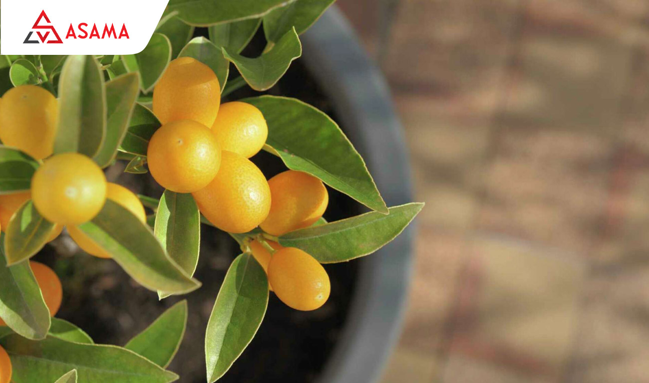 Cây quất bị héo lá dù đất vẫn ẩm