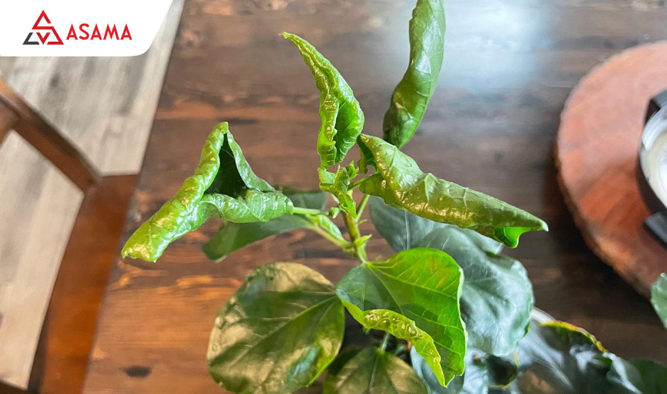 Lá cây quất bị xoăn, cuốn lại