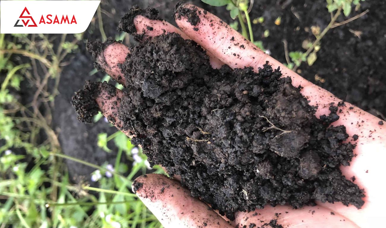 Bí quyết chọn cây quất khỏe ngay từ đầu: Kiểm tra bầu đất