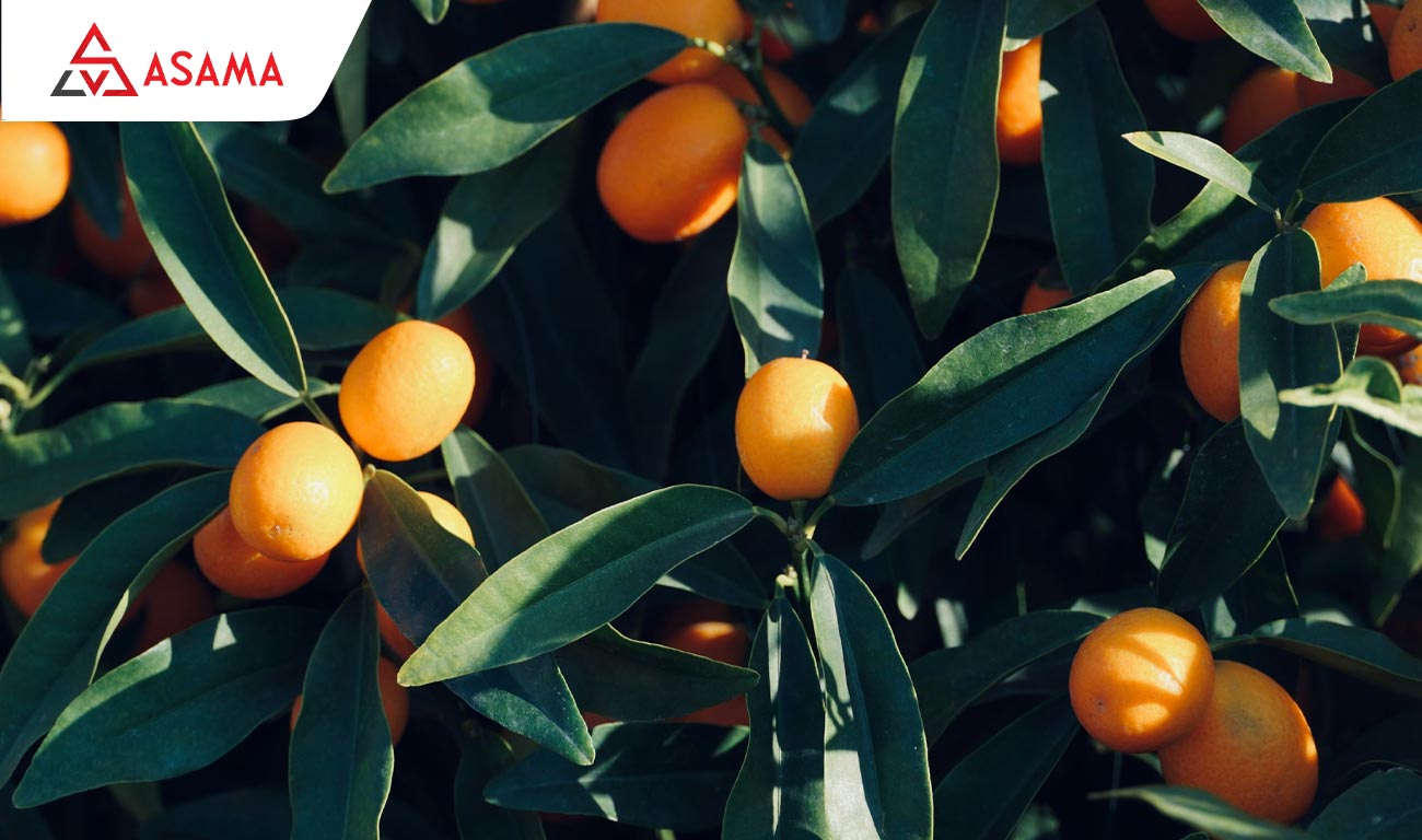 Bí quyết chọn cây quất khỏe ngay từ đầu: Kiểm tra tỷ lệ quả