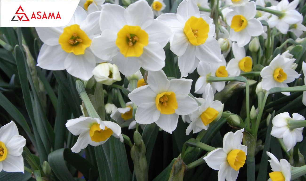 Tết chưng hoa gì may mắn? Hoa thủy tiên