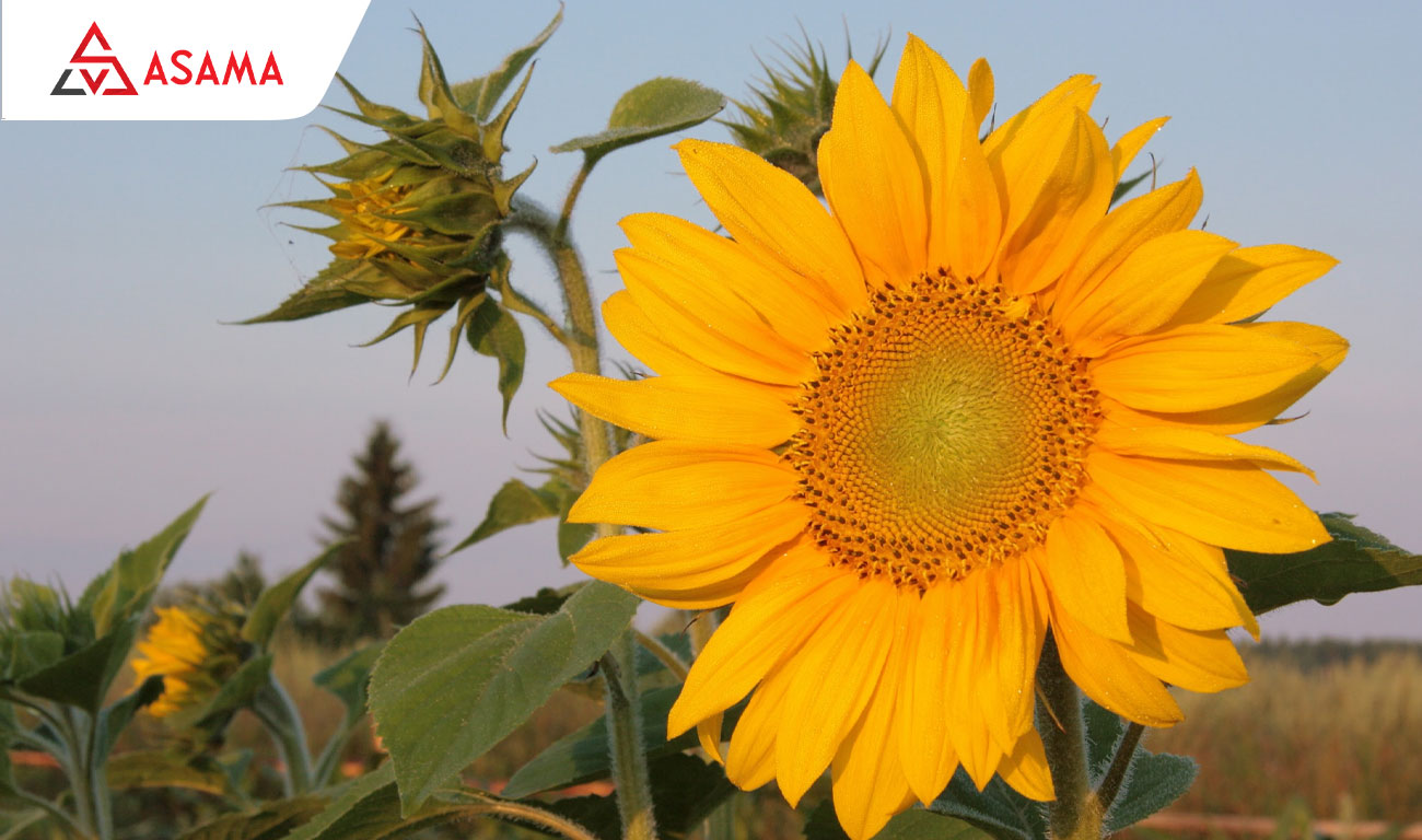 Tết chưng hoa gì may mắn? Hoa hướng dương