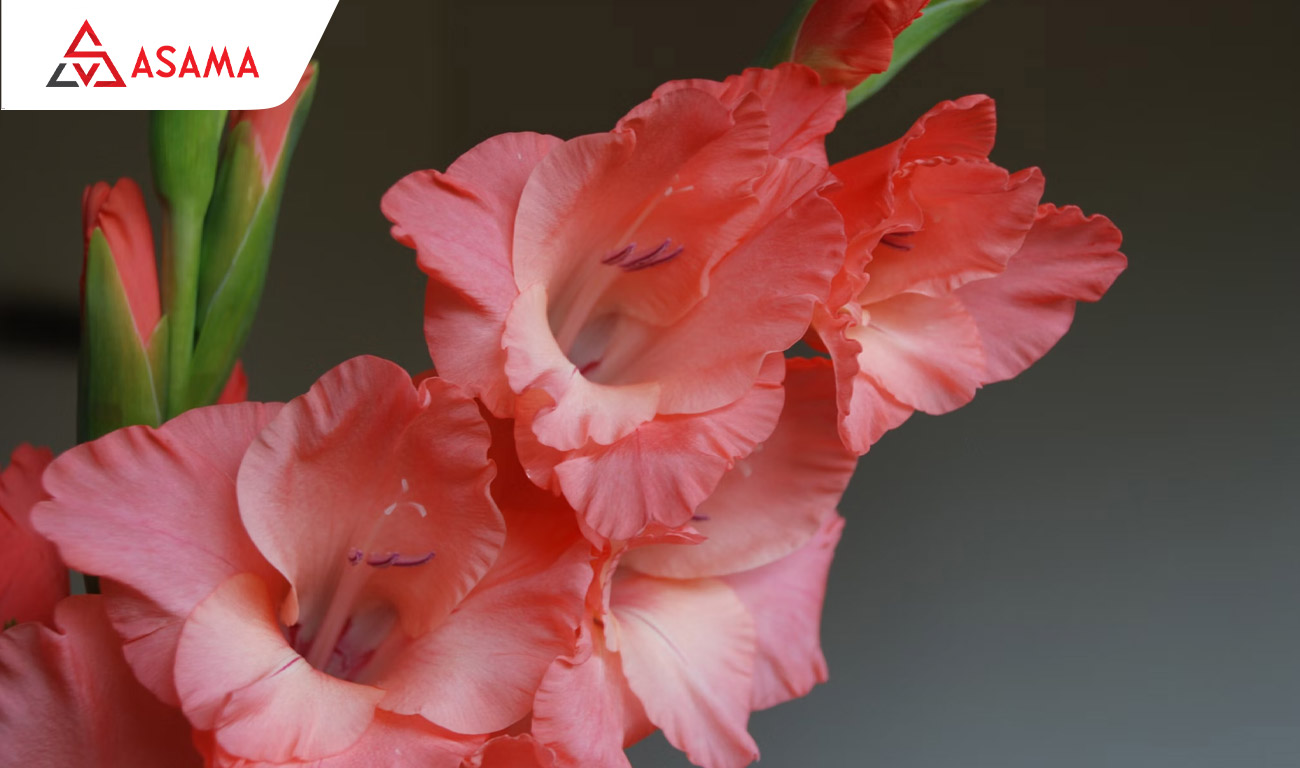 Tết chưng hoa gì may mắn? Hoa lay ơn