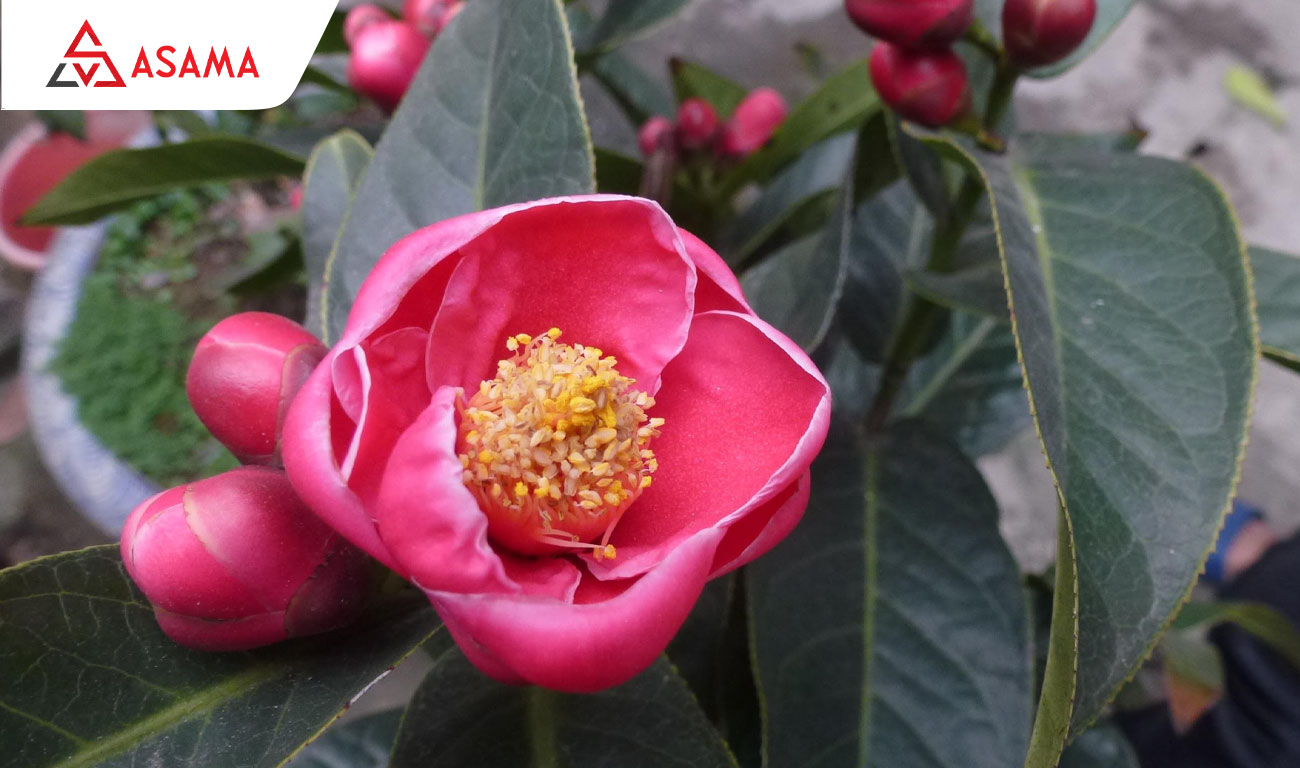 Tết chưng hoa gì may mắn? Hoa hải đường