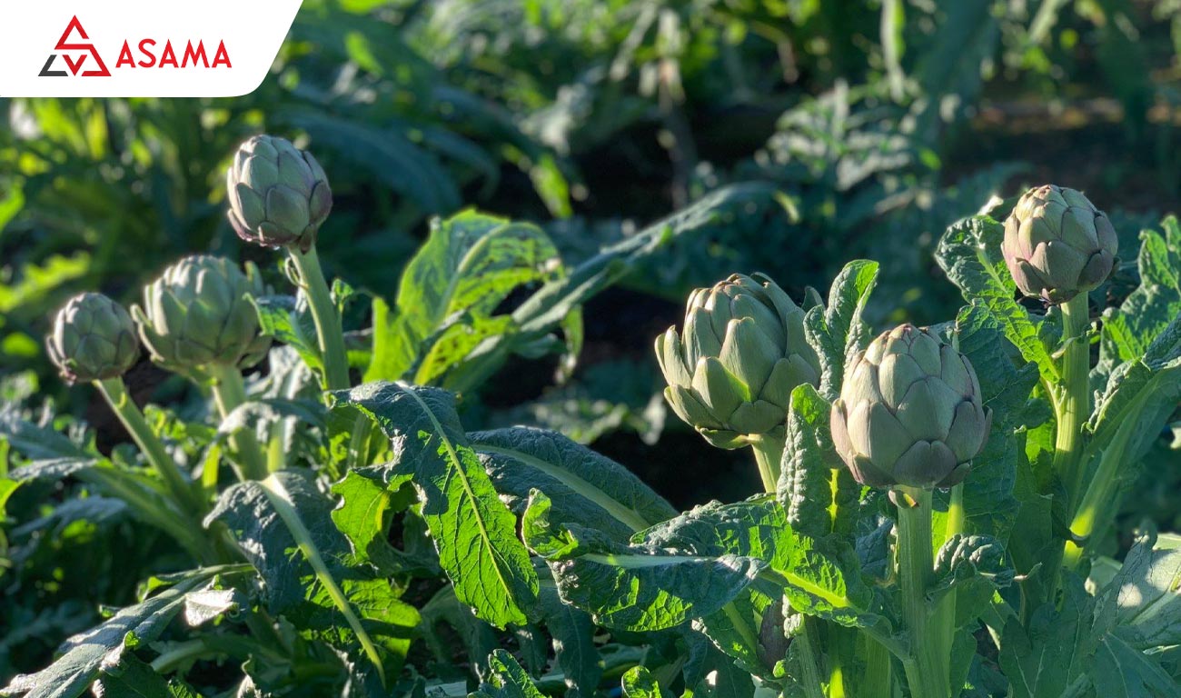 Những loại hoa kiêng kỵ ngày Tết (Tuyệt đối tránh)