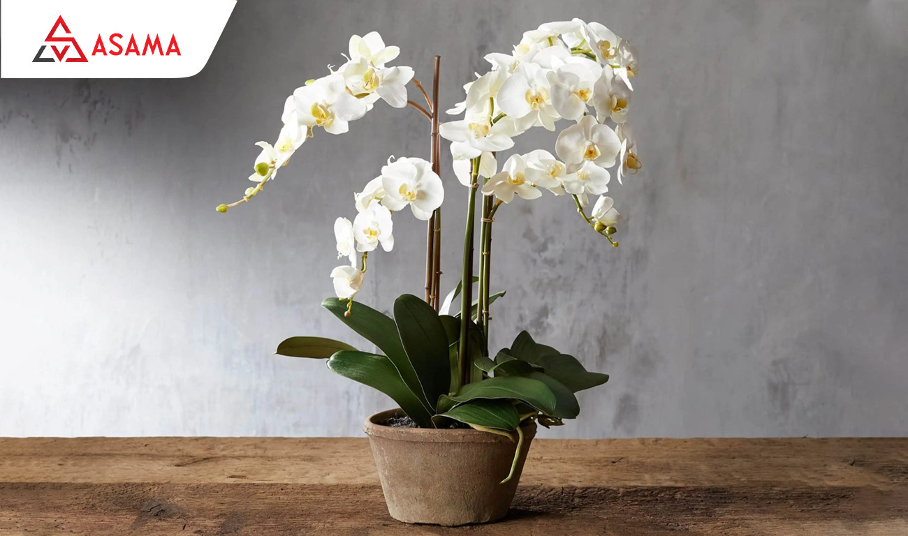 Tết chưng hoa gì may mắn? Lan Hồ Điệp